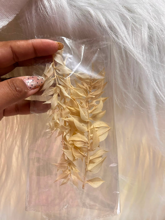 Dried Ruscus Leaves - Preserved Foliage Sprays for Cakes & Craft