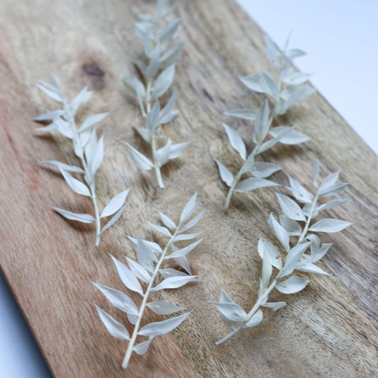 Dried Ruscus Leaves - Preserved Foliage Sprays for Cakes & Craft